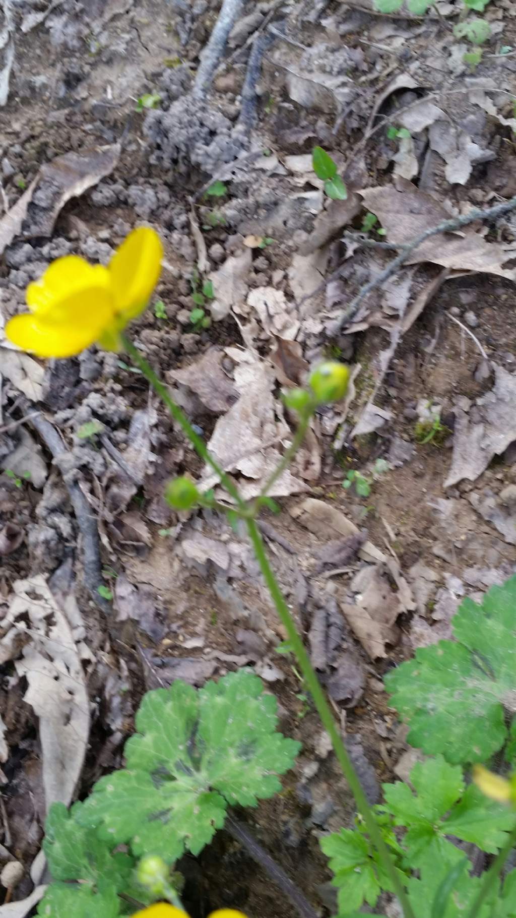 Ranunculus velutinus